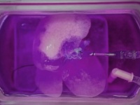人間から培養したミニ肝臓をラットに移植することに成功（米研究）