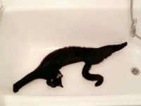 ゴムゴムの実でも食べちゃったのかな？伸びすぎ注意な猫たち