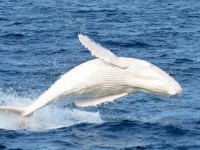 真っ白のクジラ、今年も元気に泳いでいた！（オーストラリア）