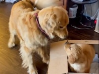 孤独だった犬に弟分ができた！出会った瞬間から嬉しさがあふれ出す