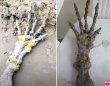 エイリアンの手？ブラジルのビーチで5本指の奇妙な手の形をした骨のような物体が発見。その正体は？