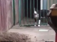 「助けてくれ！」、「またお前か！」フェンスの向こうにいる犬が仲間の犬に助けを求めるのだが...