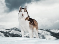 古代のシベリア犬はオオカミより小型になっていて、人間から魚をもらって食べていた