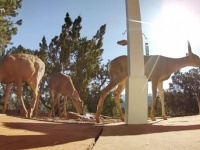 自宅の庭先が野生動物の水飲み場に？カメラにとらえられた、水を飲みに来る生き物たち