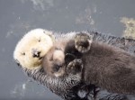 水族館に迷い込んだラッコの親子。その愛くるしい姿に多くの人が感動！