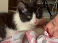 愛猫「キミに決めた！」ご主人の赤ちゃんが自分の親友！だと決めた猫、その成長を一番近くで見守り続ける