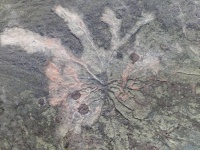 3億8500万年前の世界最古の森の化石が発見される