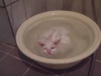 【めっちゃ気持ちええ～】目を細めて入浴するニャンコが可愛すぎる