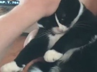 「オレ・キモチ・ステタ」 休暇から戻った飼い主に対する猫の反応が新しい