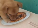 絵に描かれたパスタを必死で食べようとする子犬