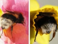 コロンとキュートでもっふもふ！昆虫だってかわいいところあるんです。花に頭をつっこんだマルハナバチのお尻ったら！