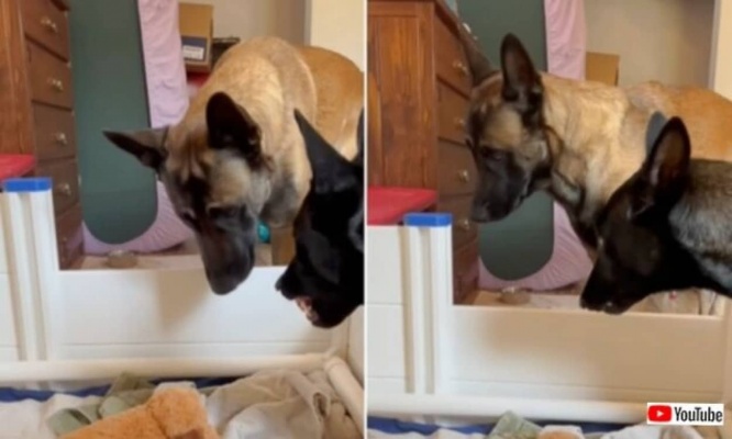 可愛い赤ちゃんが生まれたよ！パパ「顔を見ていい？」ママ「ダメ！」すごすごと引き下がる