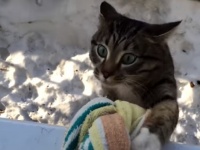 そこに山があるから登る。何かと登りがちな猫たちの映像総集編