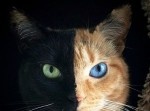 キメラな猫あらわる。右と左でまったく違う顔に驚愕！
