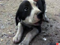 森林火災で焼け落ちた瓦礫の中から生き残った子犬を発見。無事飼い主と再会