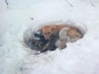 雪に穴を掘り6匹の子犬を寒さから守ろうとした母犬（アメリカ）