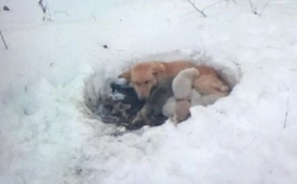 雪に穴を掘り6匹の子犬を寒さから守ろうとした母犬（アメリカ）