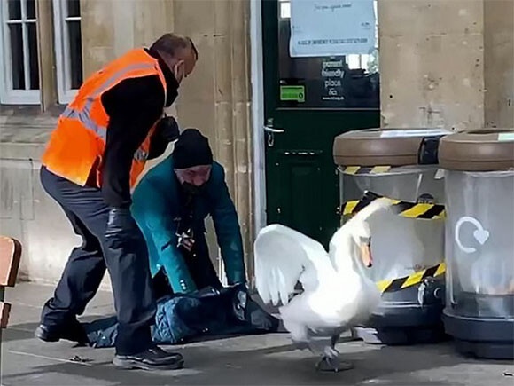 イギリスでは白鳥は王室扱い。駅に進入した2羽の白鳥を追い出すのに悪戦苦闘する駅員たち