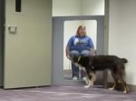 飼い主がピンチの時に犬たちは助けてくれるのか？を検証してみた。