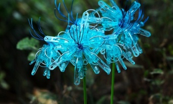 花びらが透きとおってる？　美しい「青い彼岸花」に13万いいねの大反響→まさかの正体に「凄すぎる」