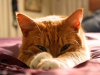 飼うじゃなく探すでもなく貸して？「茶色の猫をちょっと貸してください」ツイッターで話題となった面白広告。その理由とは？