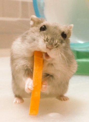 あやぽに（＠ayaponini）さんのツイート