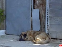 番犬にふさわしくないという理由で追い出された犬。門の前に座り中に入れてもらえるのを待ち続ける