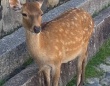 奈良県の鹿