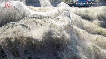 ギリシャの町でクモが大量繁殖！巣が海岸沿いを覆い尽くす