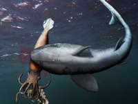 エビを食べていたらサメに捕食されたイカ。珍しい化石が発見される