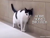 これは驚くわ。今から猫がすごいことするので、何が起きるか予想してみよう