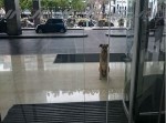 「あの〜、飼ってくれませんか？」女性に６か月間アピールし続けた犬
