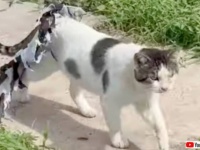 少しだけじっとしててね！ビニールのゴミ袋が巻きついた猫、13歳の少女の手で無事に解放される