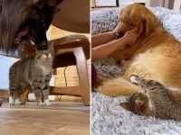 犬たちが好きすぎてしょっちゅう遊びに来る隣の家の猫、やさしく受け入れる犬たち