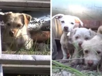 3匹のおなかをすかせた子犬たちを守っていた犬。母犬と思ったらオスだった（アメリカ）