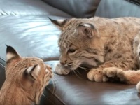 大きな猫と暮らしたい。2匹のボブキャットと暮らす毎日ってどんな感じ？