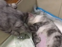 男前がすぎる。育児中の母猫にやさしくキスする父猫