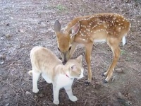 心の芯まで癒されました。子鹿を保護したところ、隣の家の猫と大親友に。体を寄せ合ってスリスリエンドレス（アメリカ）