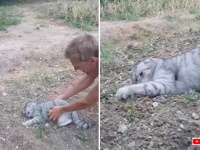 「わしゃまだ帰らぬ！」文字通り石にかじりついてでも家に帰りたくない猫