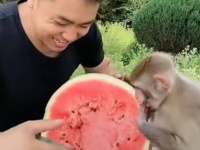 夏といえばこの果物！行儀の良いおサルさん、スイカを切ってもらえるのをワクテカで待つ