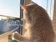 あの巨大メインクーンがさらに大きく！人間用のドアノブに余裕で手が届くレベル