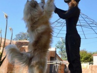 でかわいい！アラスカン・マラミュートの巨大さとかわいさと心強さがわかる画像