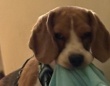 〝犯人の顔〟をして悪事をはたらく犬、激写される　飼い主の服を盗んだ目的は...