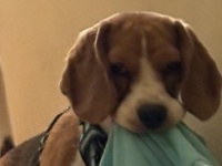 〝犯人の顔〟をして悪事をはたらく犬、激写される　飼い主の服を盗んだ目的は...