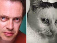 アメリカの個性派俳優、スティーヴ・ブシェミにそっくりな猫が幸せになるまでの物語（アメリカ）