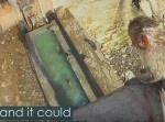 インドの猿はプールへの飛び込みが趣味！？