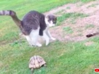 逃げる猫と後をついて行くリクガメ「にゃんでついて来るニャ！」な追いかけっこ