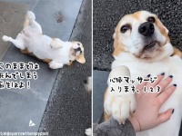 わざと倒れて死にそうなそぶり、心臓マッサージを要求する犬