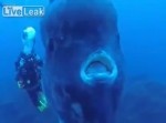 深海からお越しの…誰？　ダイバーのカメラをずっと見てくる巨大魚