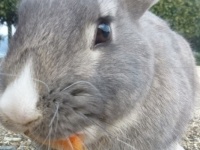 かわいらしい姿とは裏腹に……うさぎの「ごちそう」は自分のフンって本当？